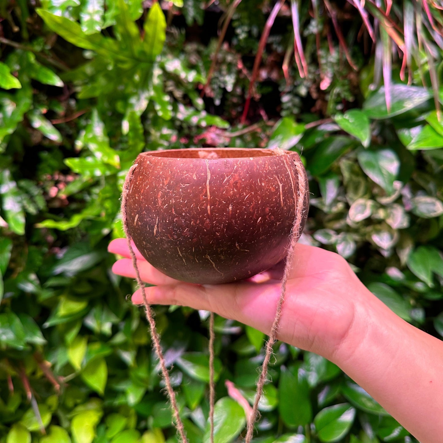 hanging coconut planter smooth polished coconut shell for orchids
