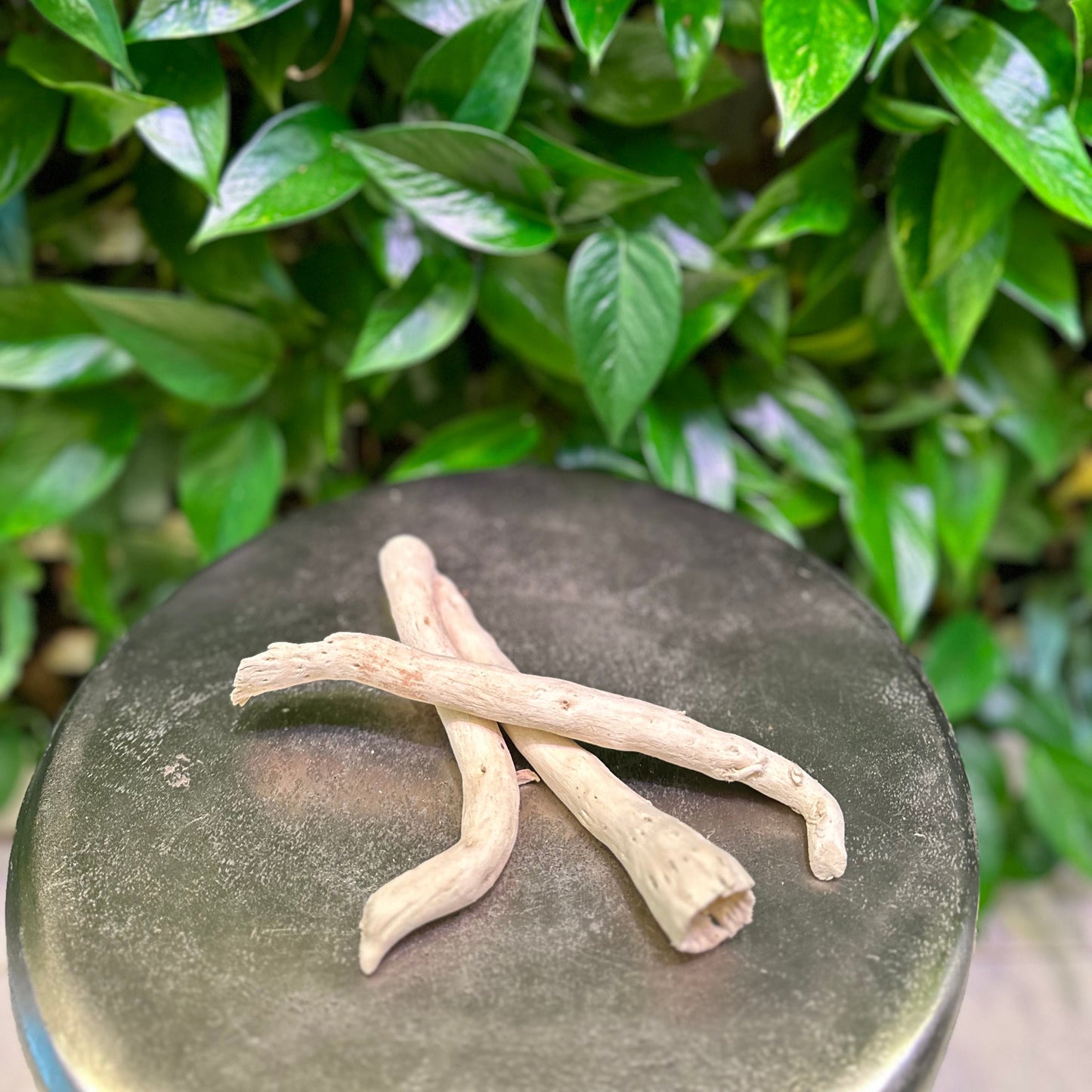 java root sticks on table