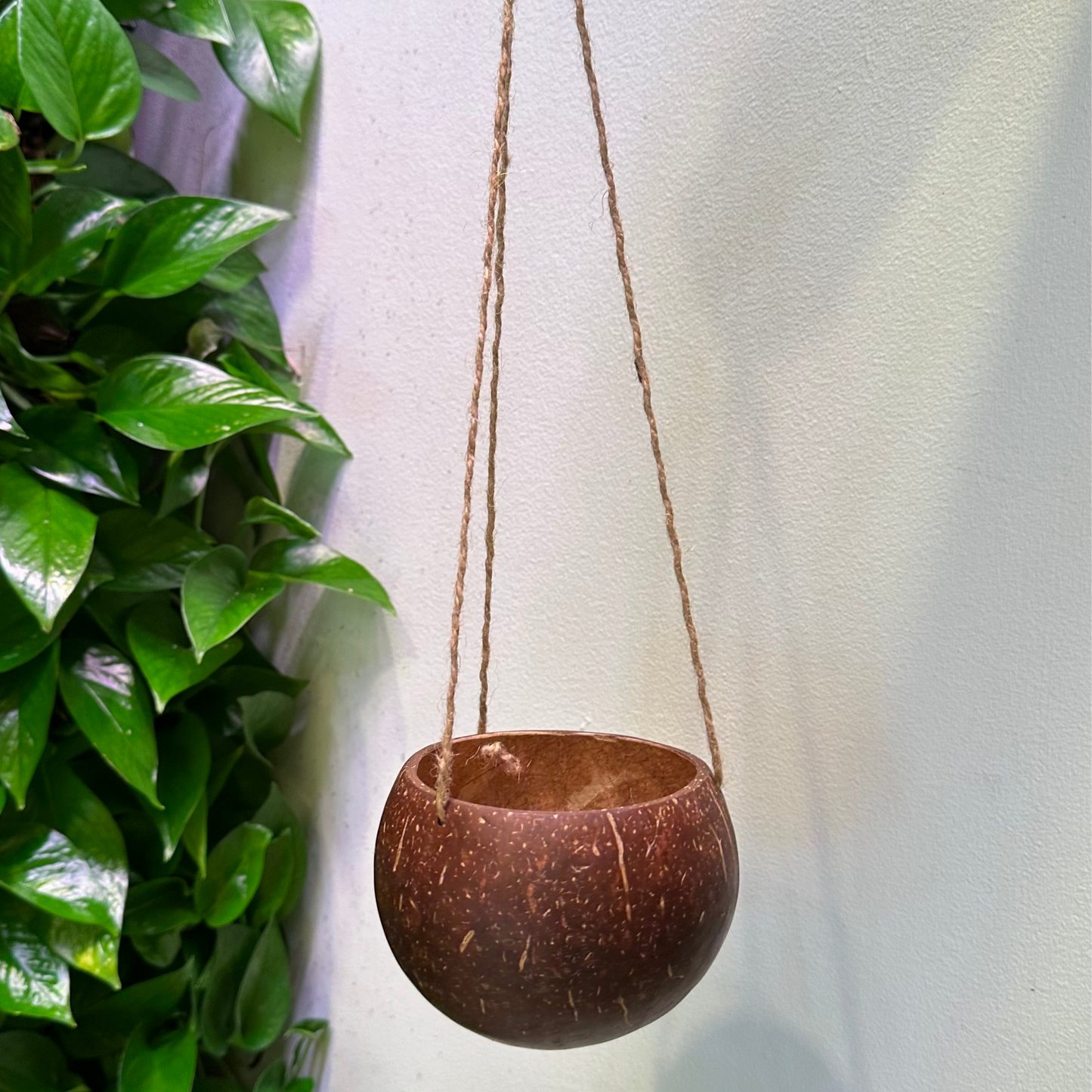 hanging coconut planter smooth polished coconut shell for orchids