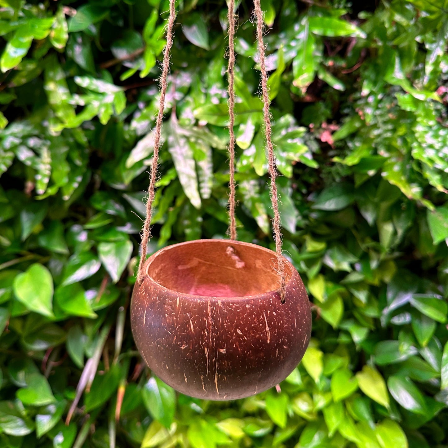 hanging coconut planter smooth polished coconut shell for orchids, herbs and succulents
