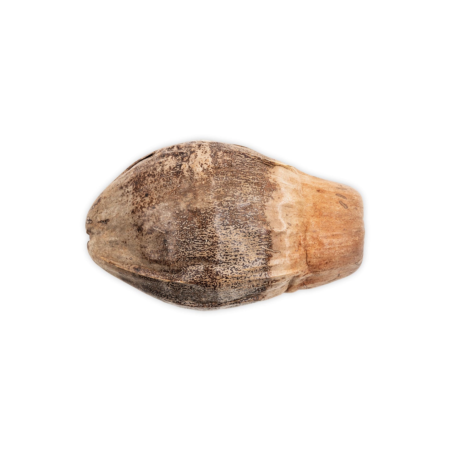 bottom of coconut husk half