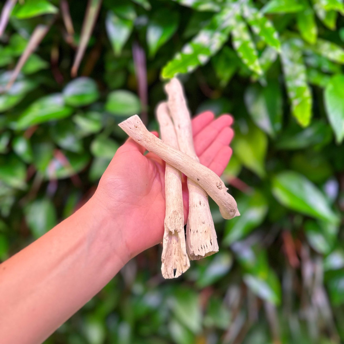 coffee root java wood sticks