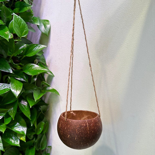 hanging coconut planter smooth polished coconut shell for orchids