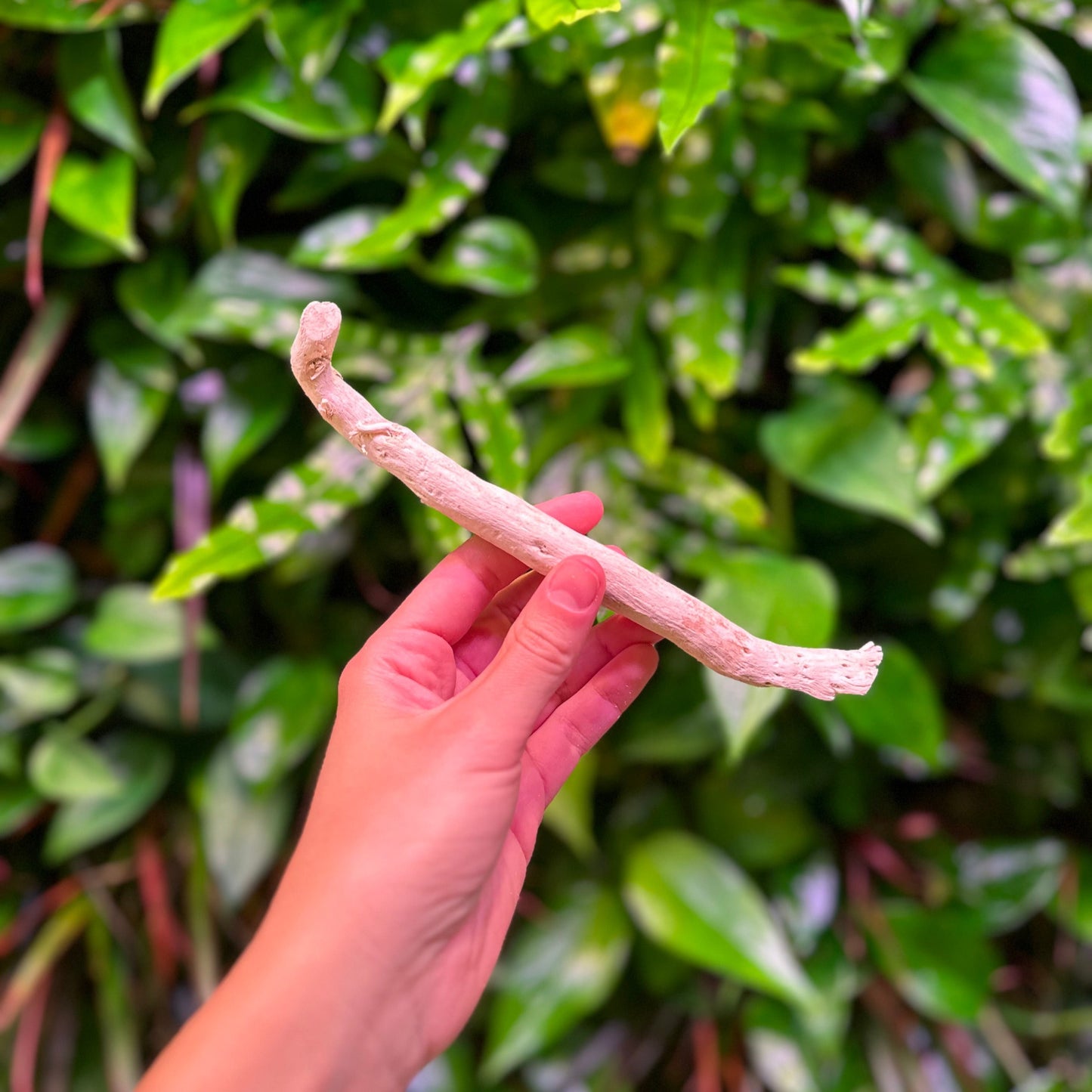 coffee root stick for brids