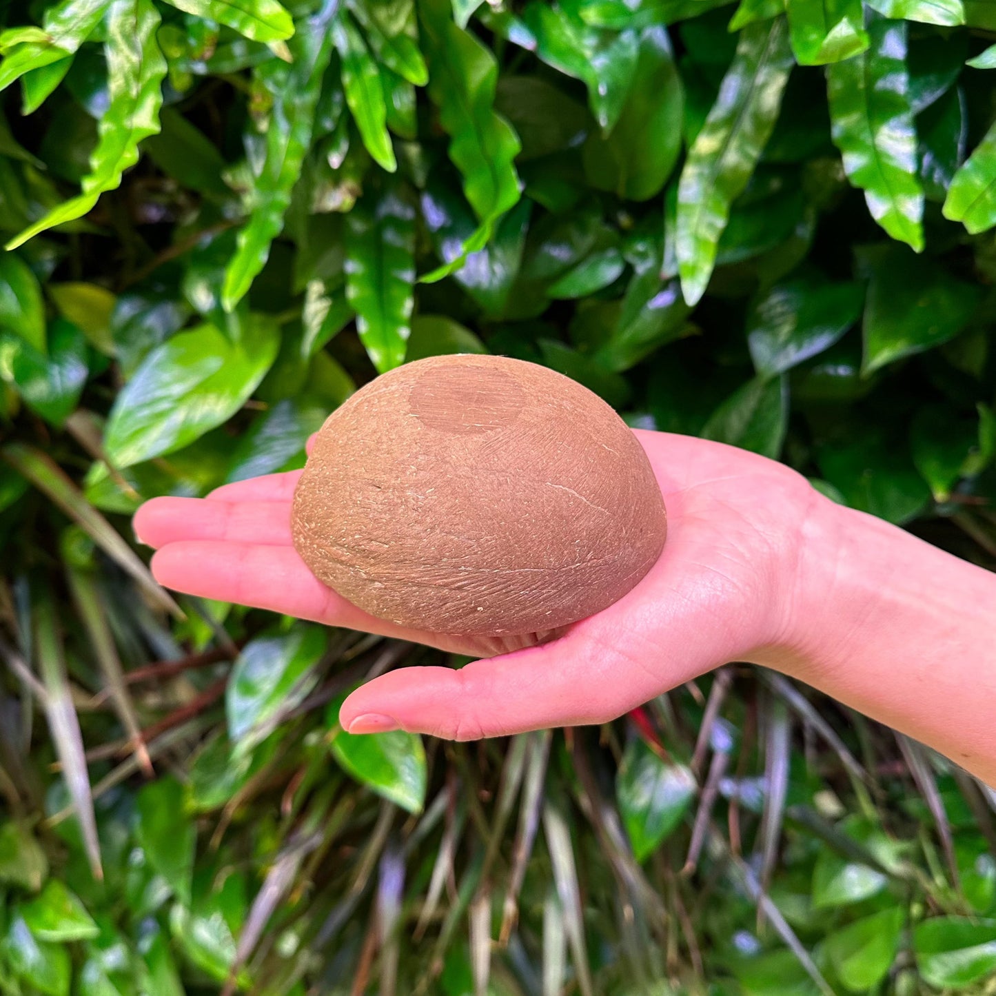 small coconut shell cup flat bottom smoothed