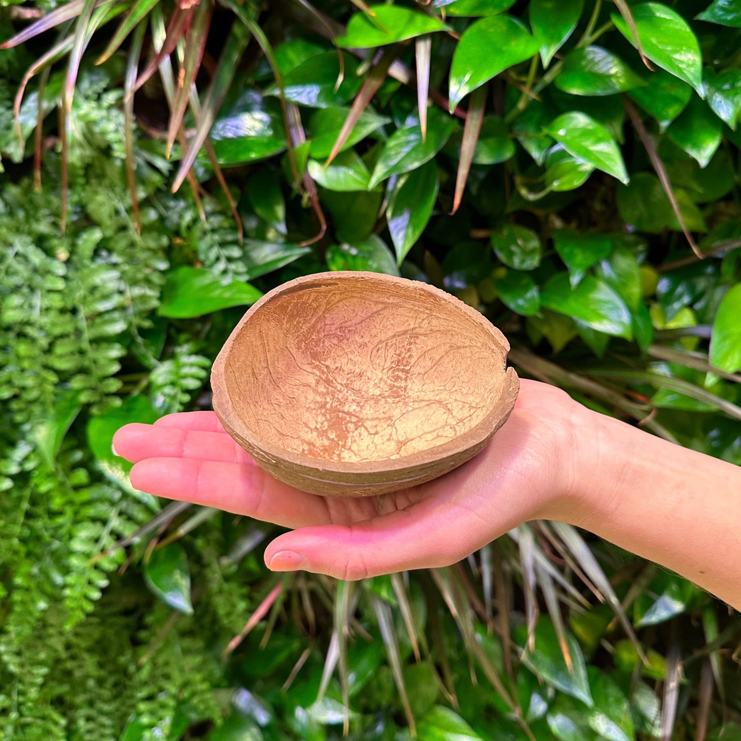 inside of hollowed out coconut shell smooth for coconut ice cream