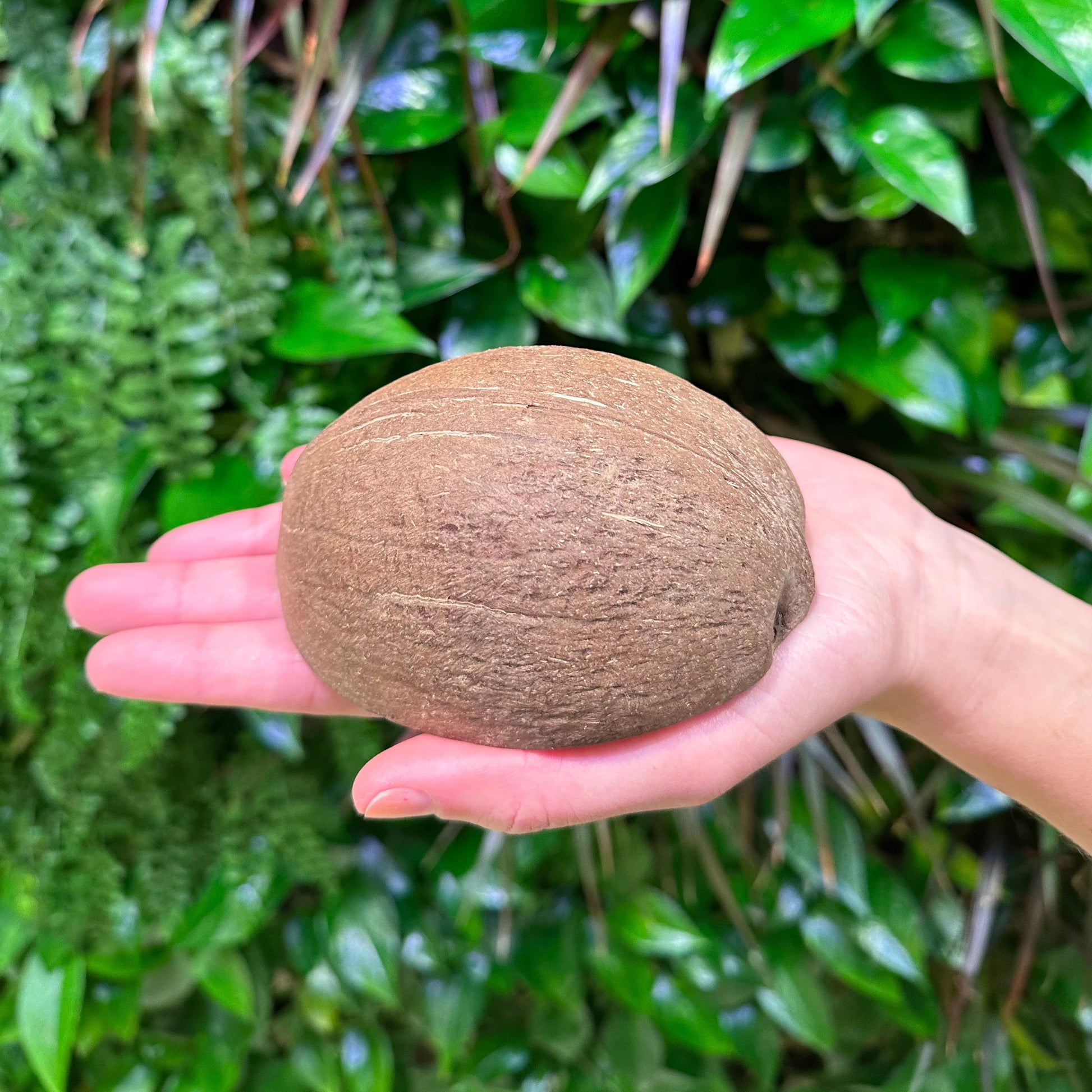 bottom of round coconut half shell