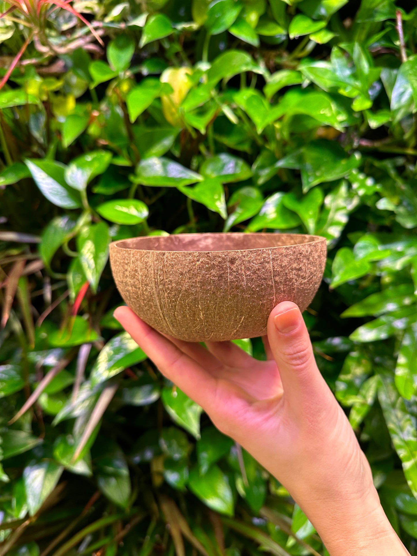 front of medium coconut bowl in hand for scale