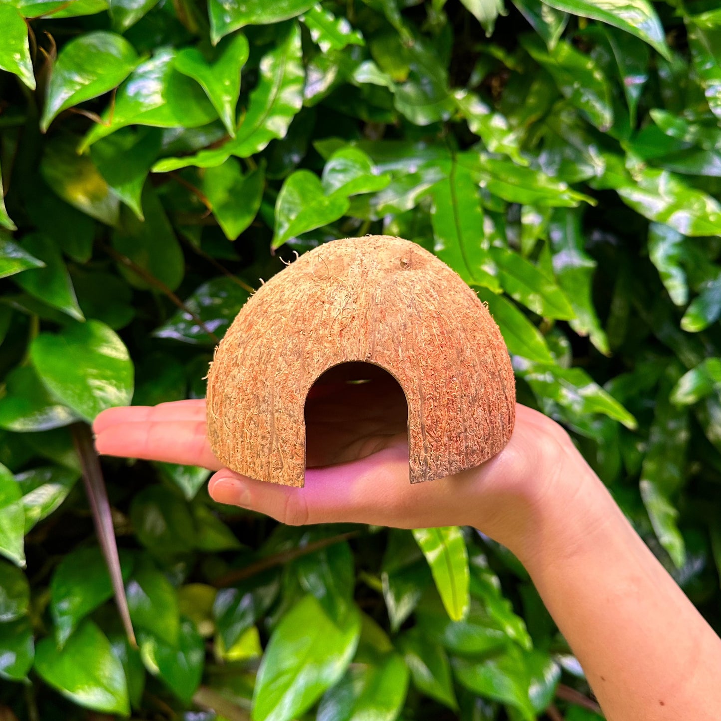 coconut coco hut with hand for scale