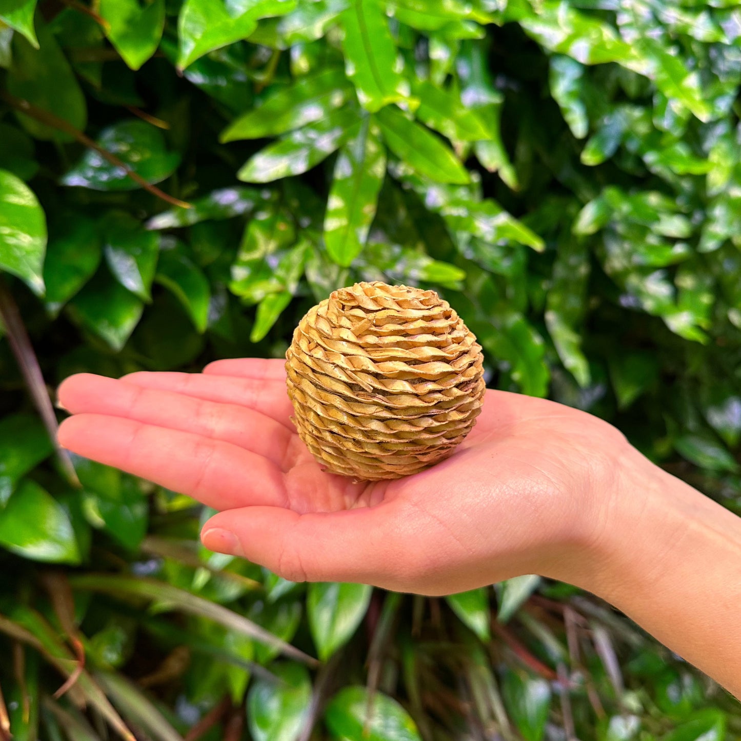 Palm Leaf Ball