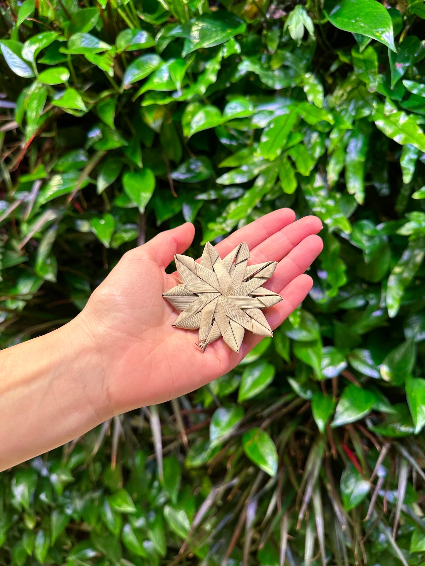 Palm Leaf Star Small