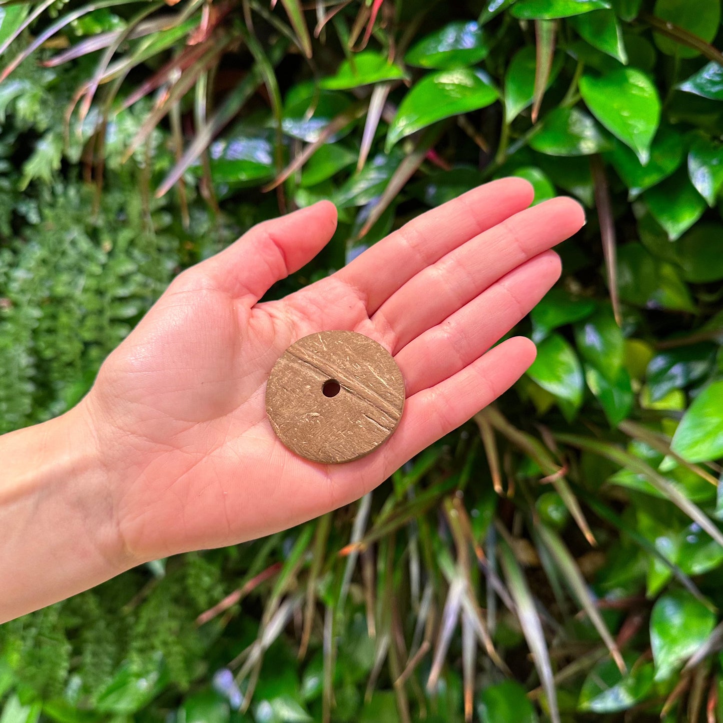 small coco shell circle button