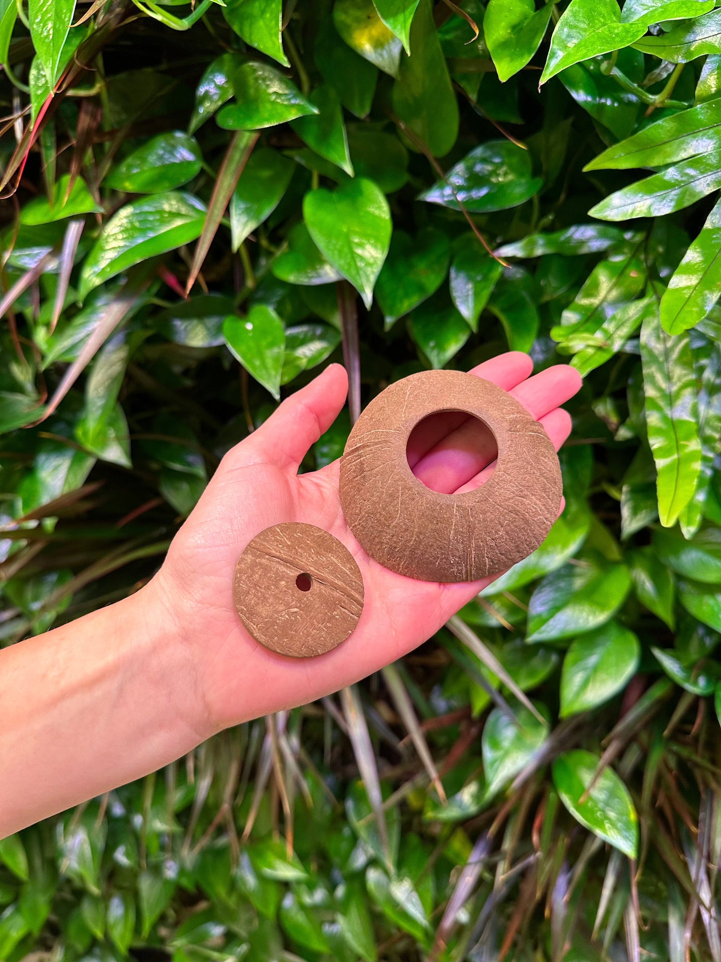 Large Coconut Disk