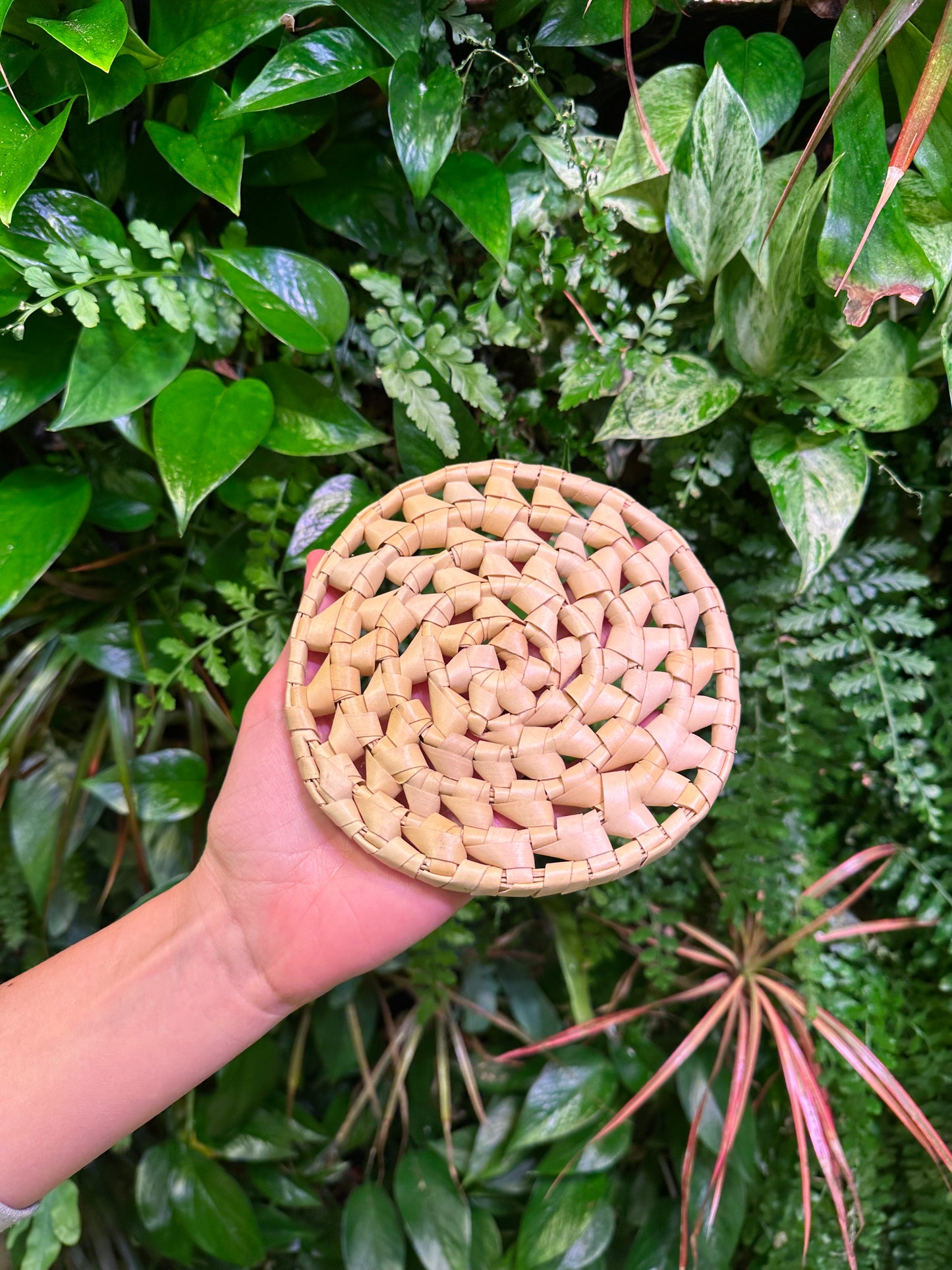 Palm Leaf Disc 6"