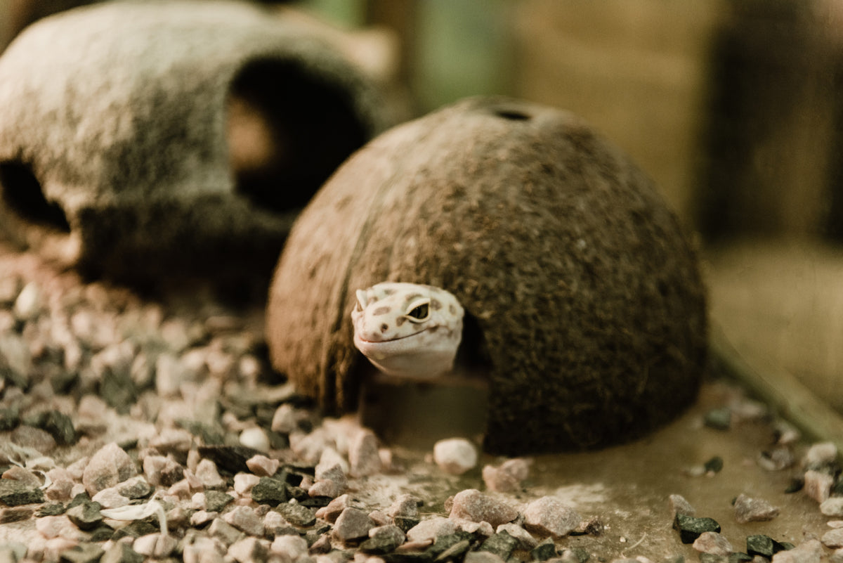 Coconut Shell Rabbit Shop by Category – Coconut King
