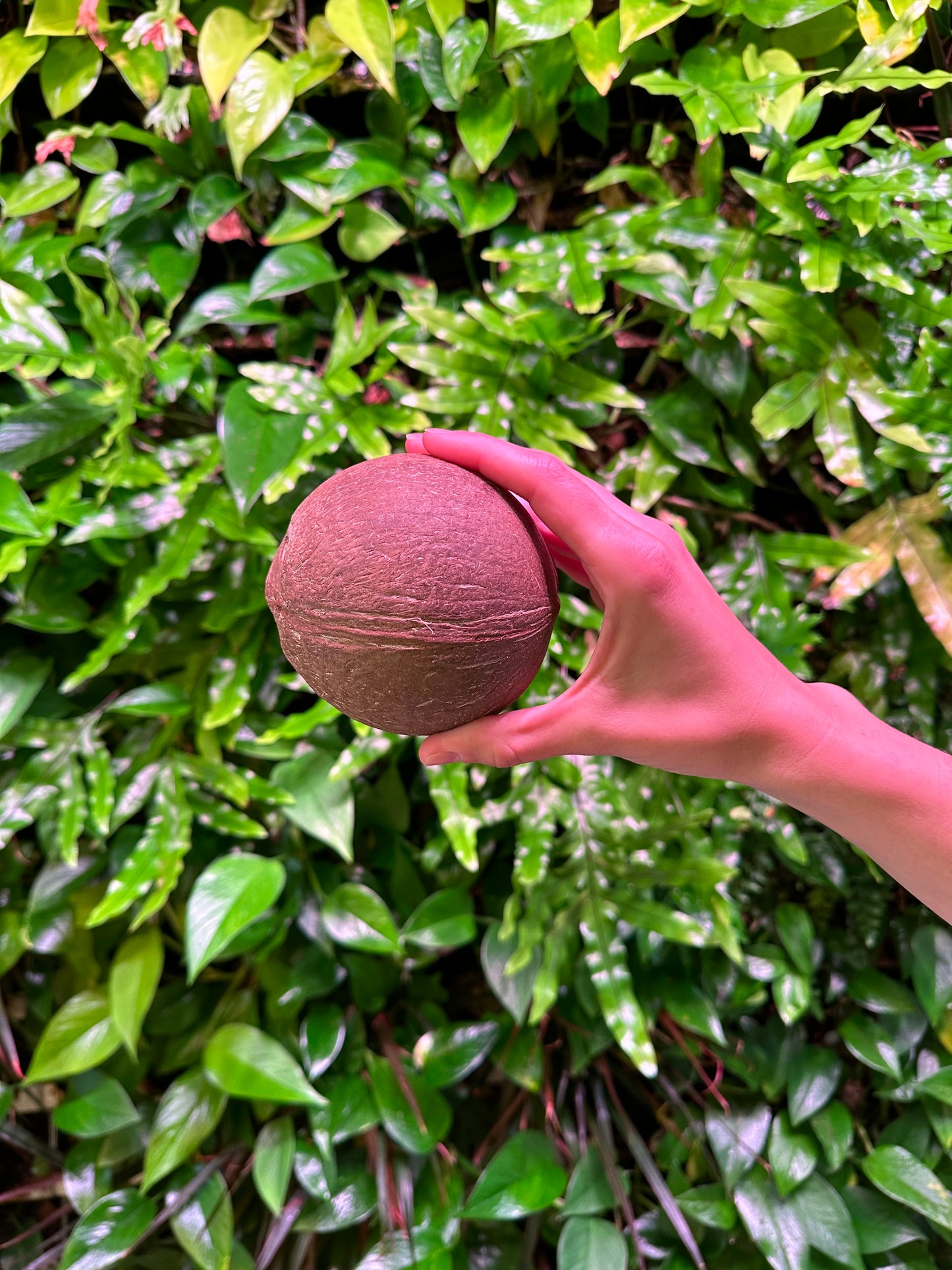 Whole Coconut Shell Hollow Matte (No Fiber)