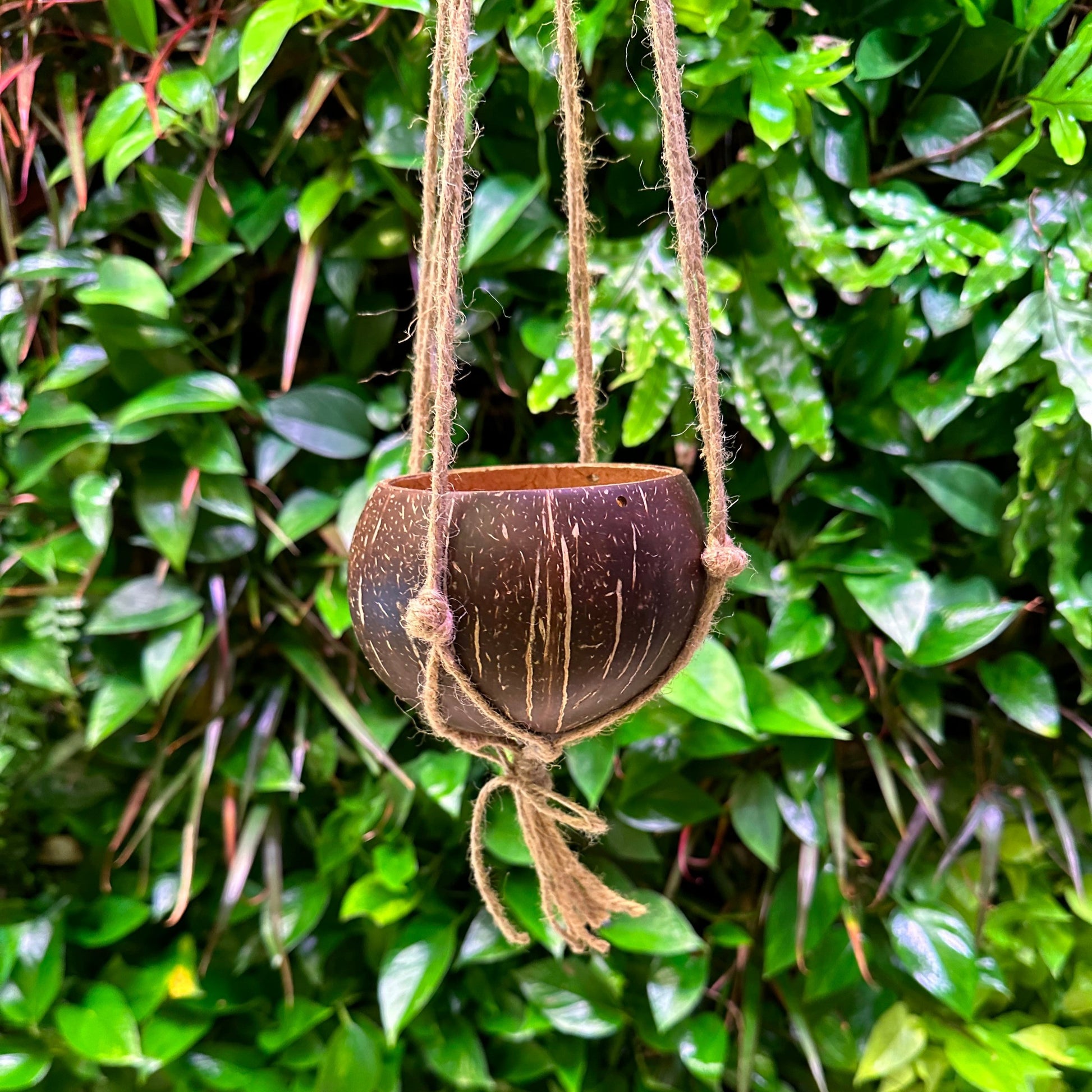 hanging natural plants Bulk Coconut Hanging Planter with Tassel – Coconut King