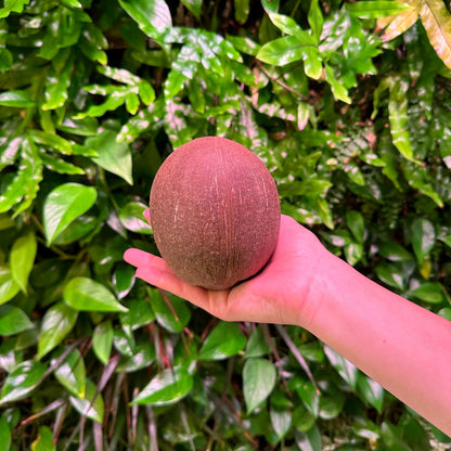 coconut hollow shell