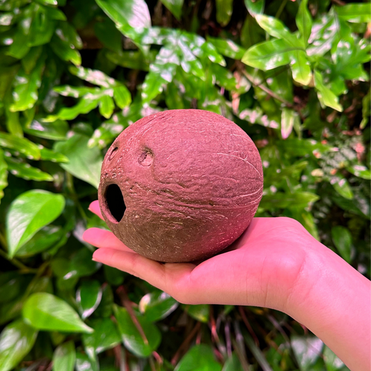 whole coconut shell