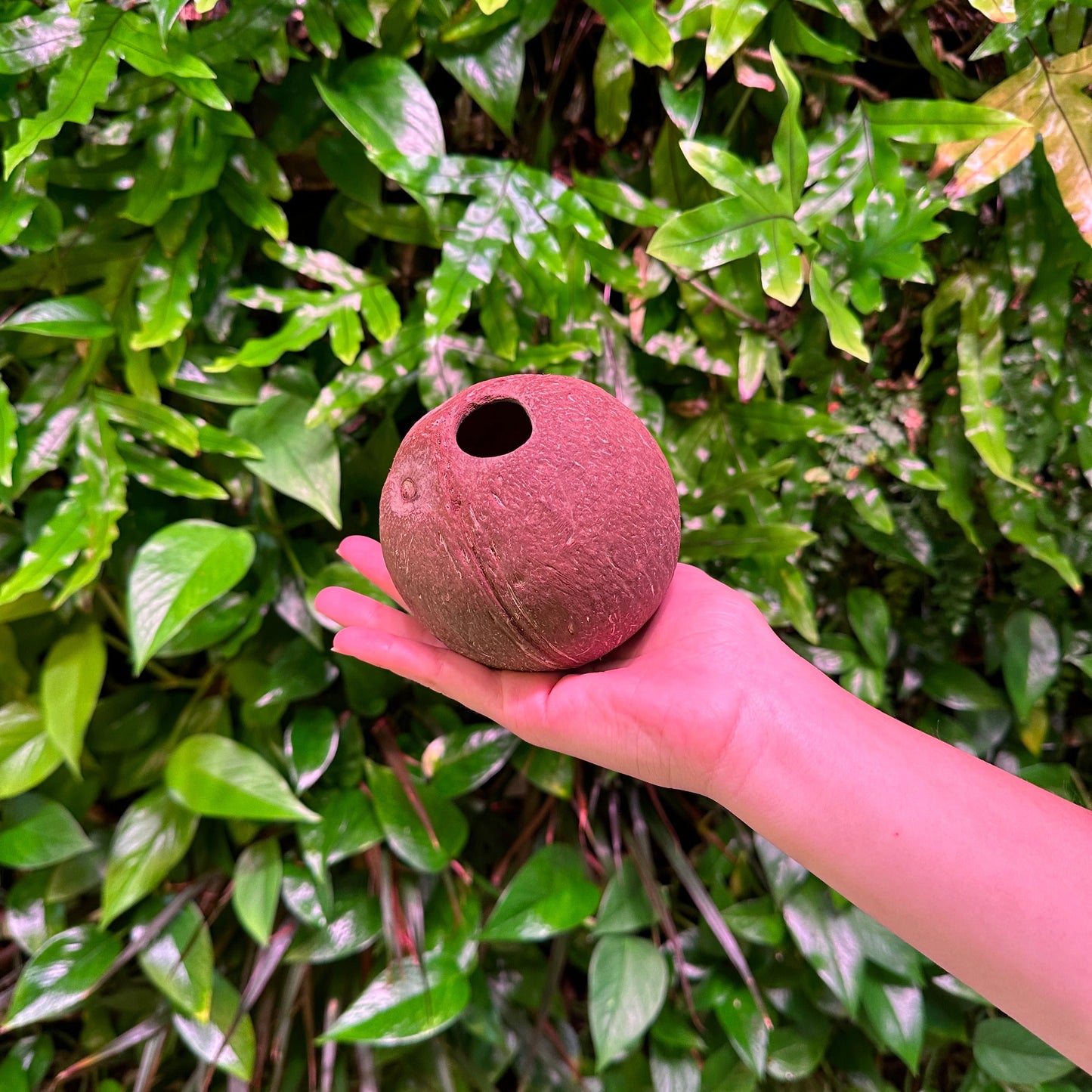 whole coconut shell with hole hollow no fiber