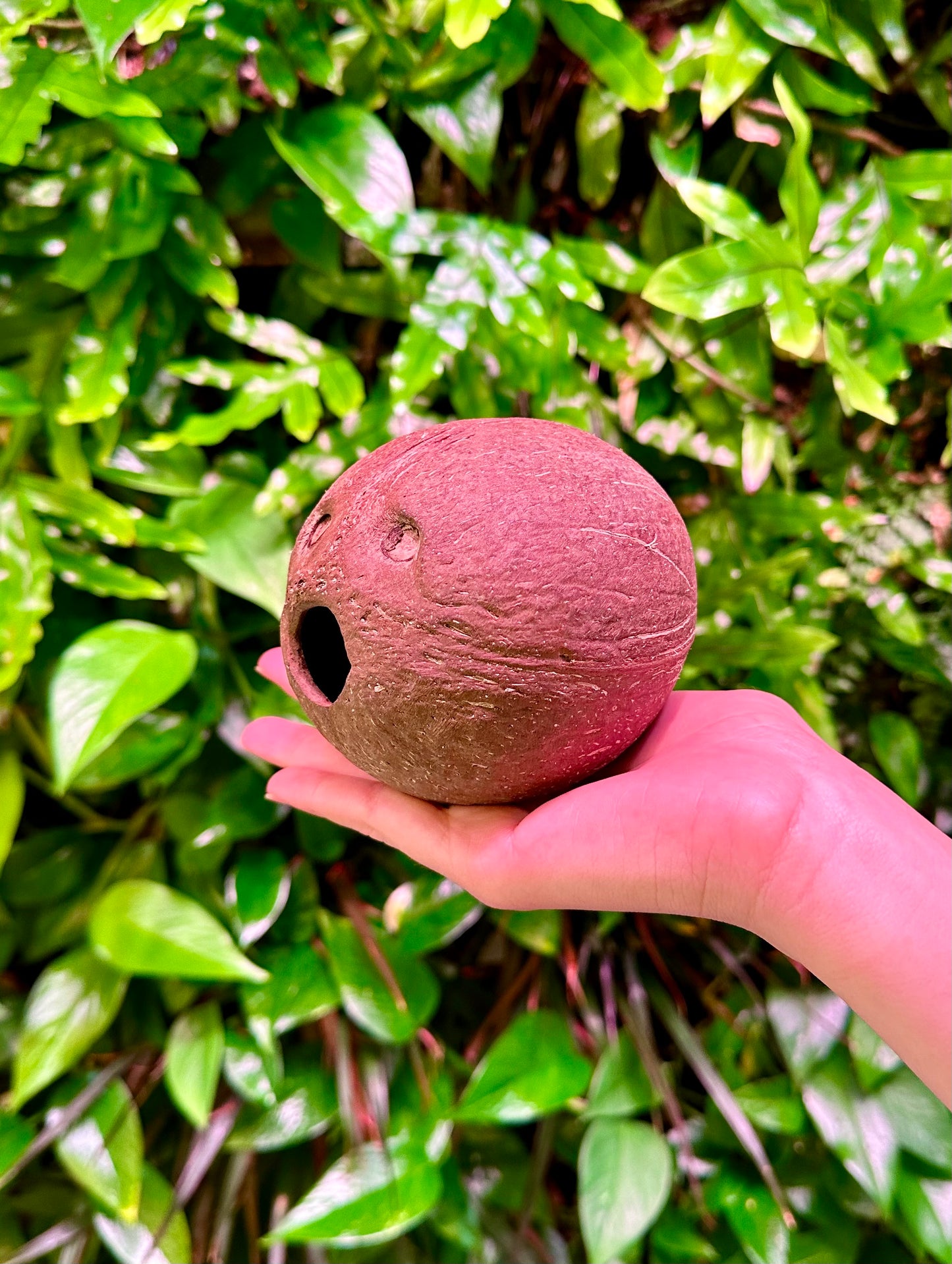 Whole Coconut Shell Hollow Matte (No Fiber)