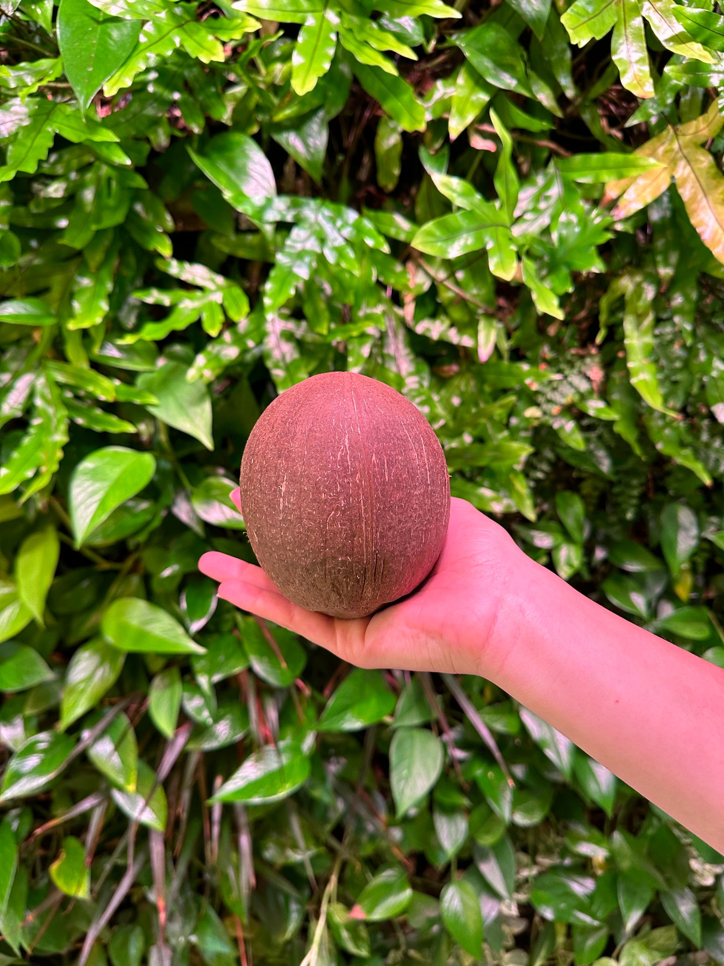 Whole Coconut Shell Hollow Matte (No Fiber)