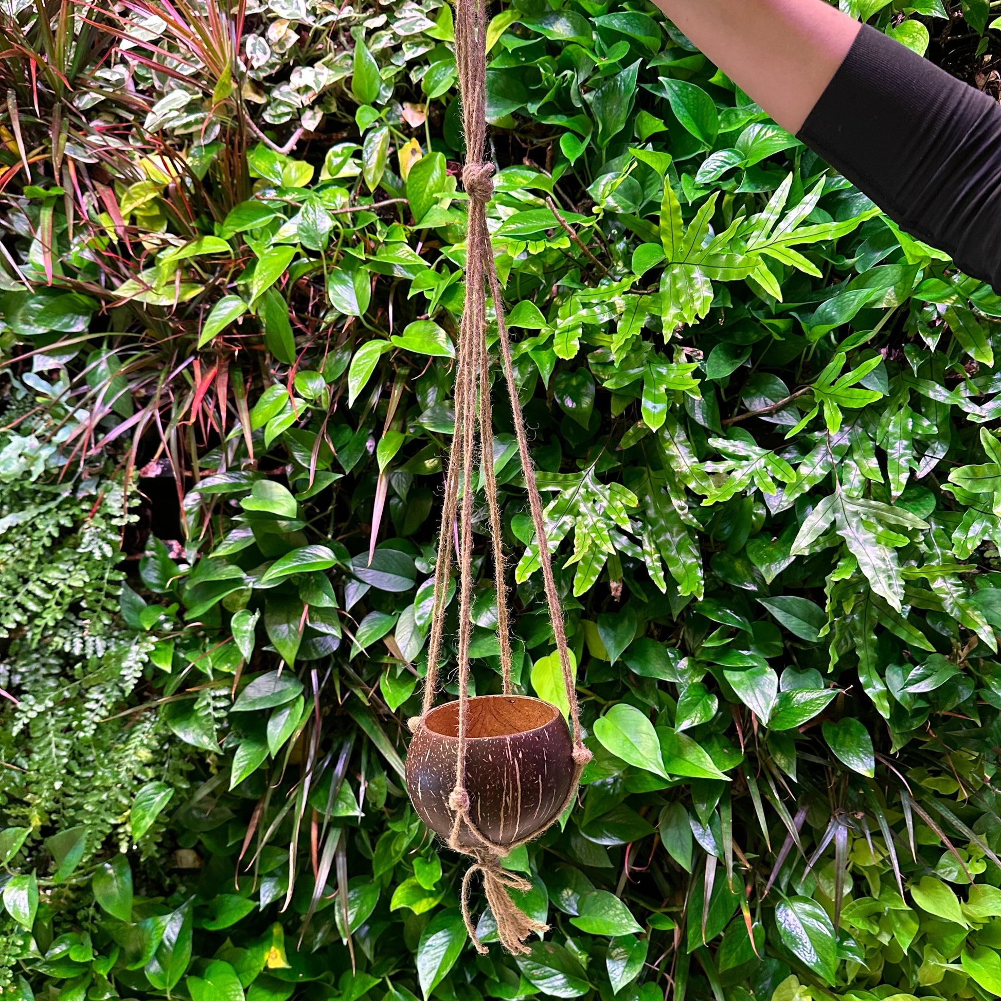 coconut hanging planter Hanging Coconut Planter with Tassel Bulk