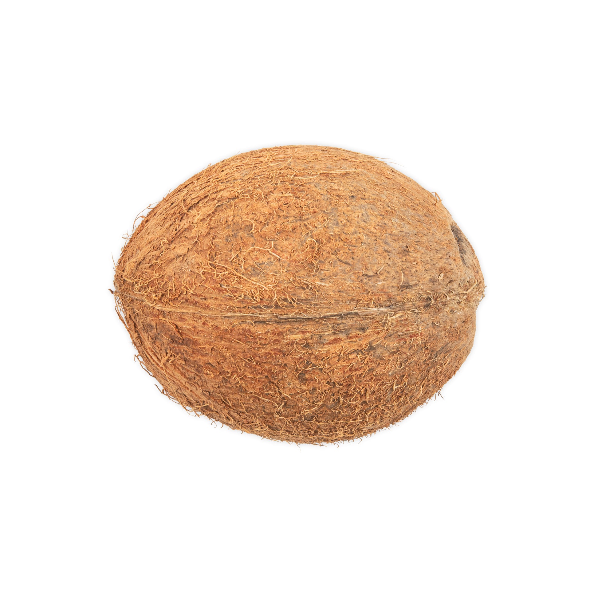 bottom of coconut shell half with fiber and hair