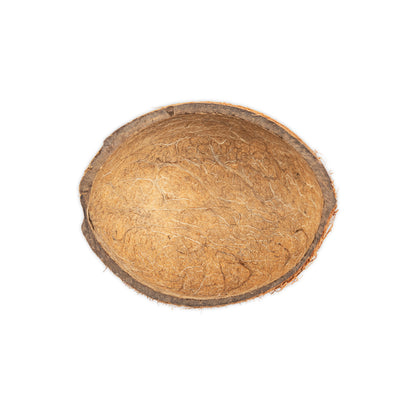 inside of coconut half shell with fiber