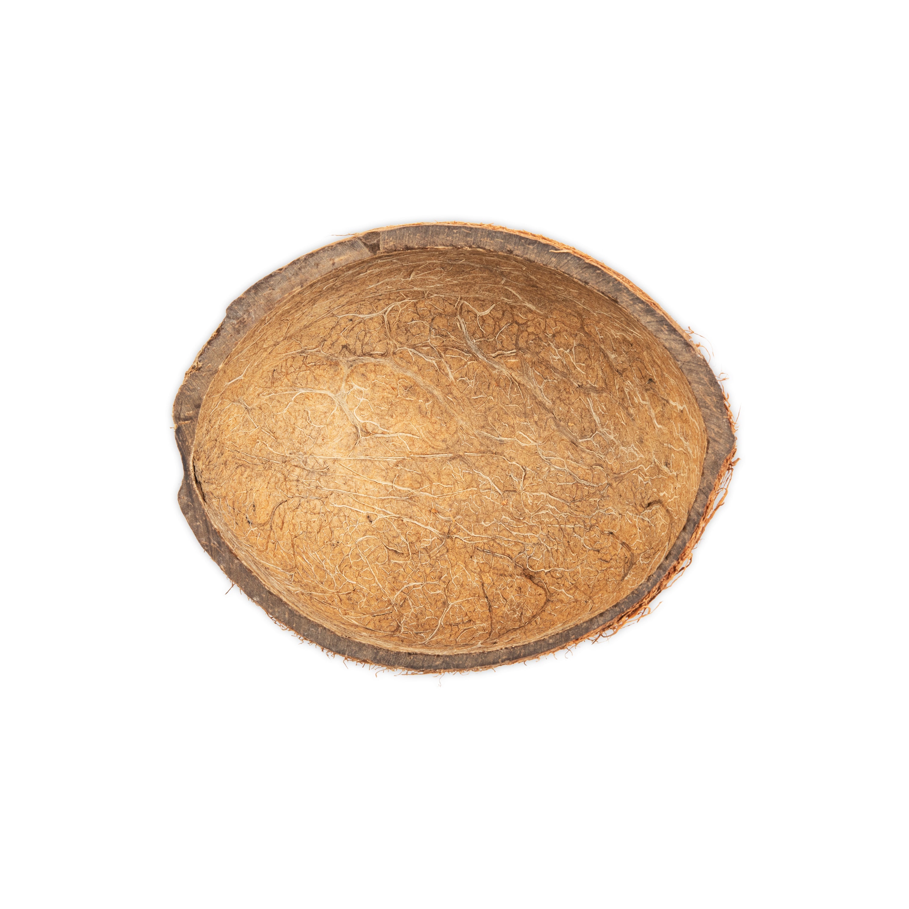 Flat Bottom Shell Coconut Shell with Fiber, Flat Bottom – Coconut King