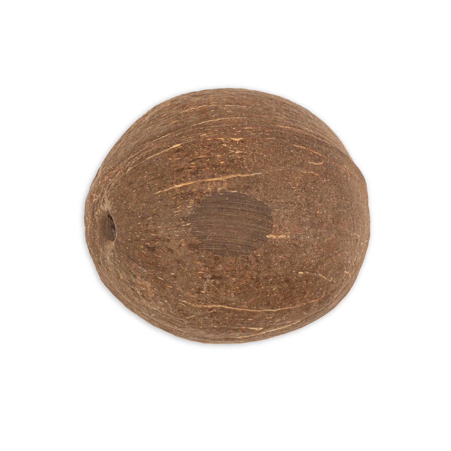 bottom of medium coconut shell