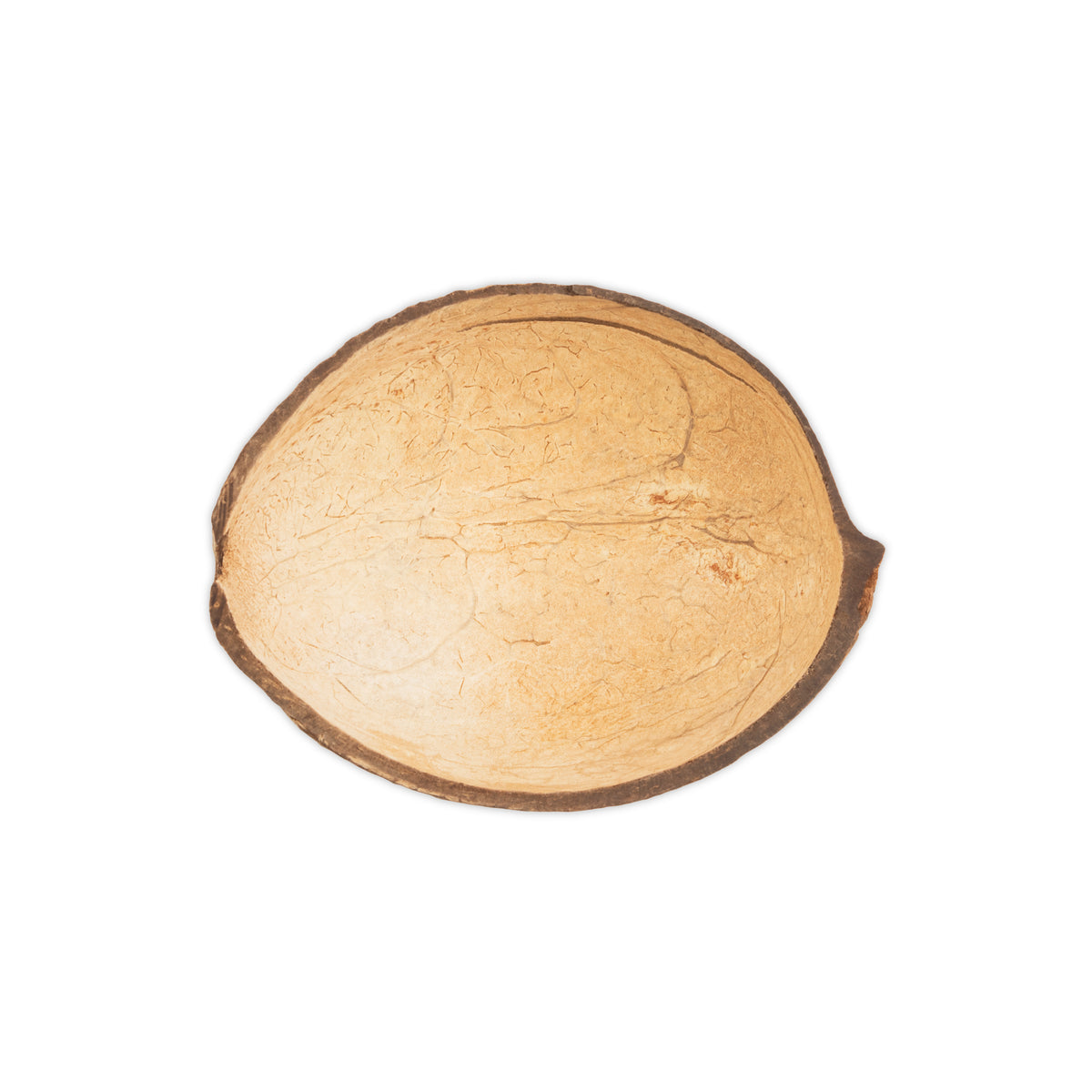 Flat Bottom Shell Bulk Large Coconut Shell, Flat Bottom, 8oz – Coconut King