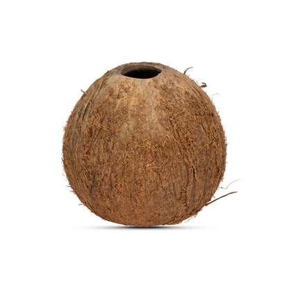 whole round coconut with fiber and coconut hair
