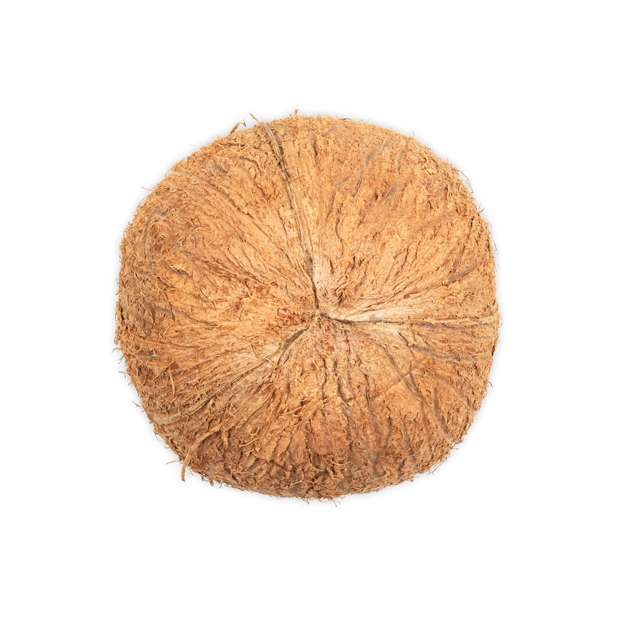 Whole Coconut Shell Hollow with Fiber – Coconut King