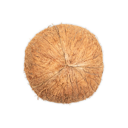 bottom of round hollow coconut shell