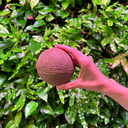 whole coconut hollow without fiber
