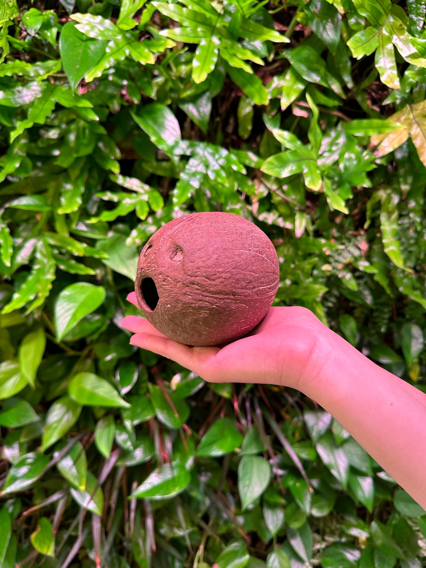 Whole Coconut Shell Hollow Matte (No Fiber)