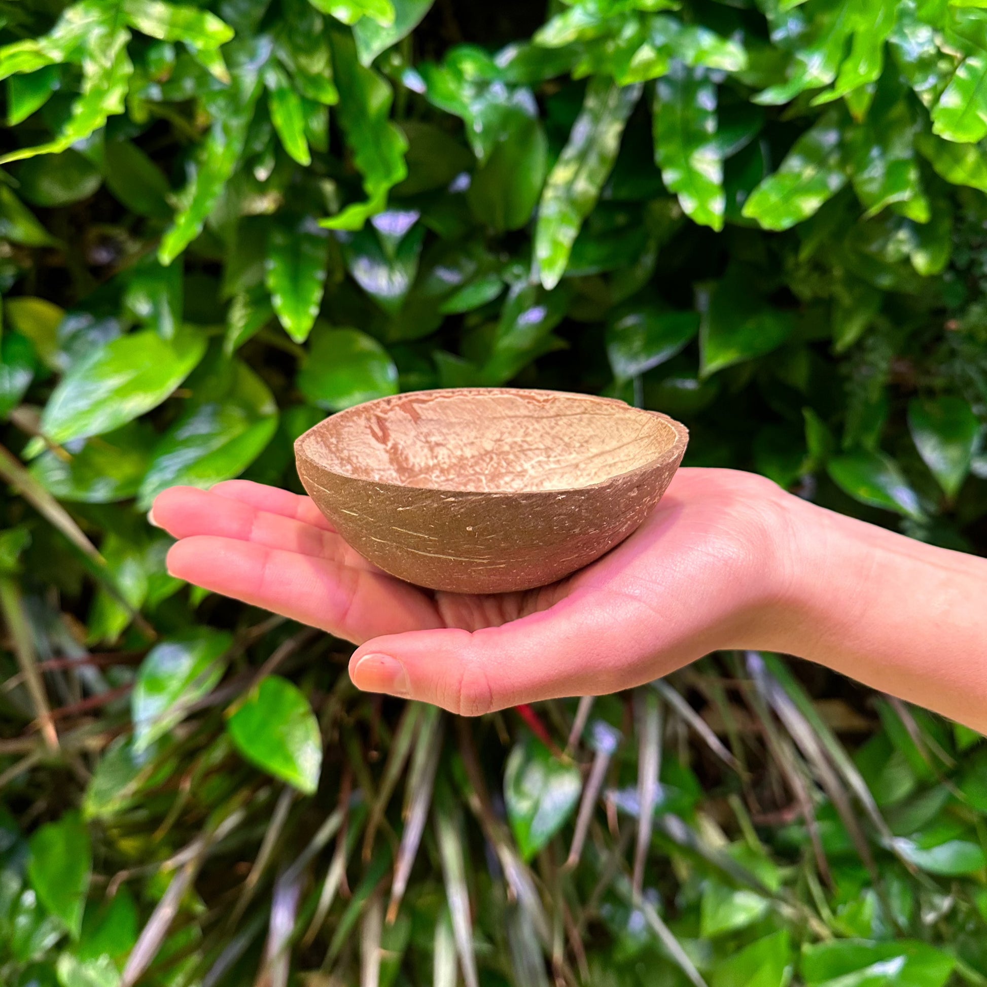 natural coconut shell cup with hand for coconut glace
