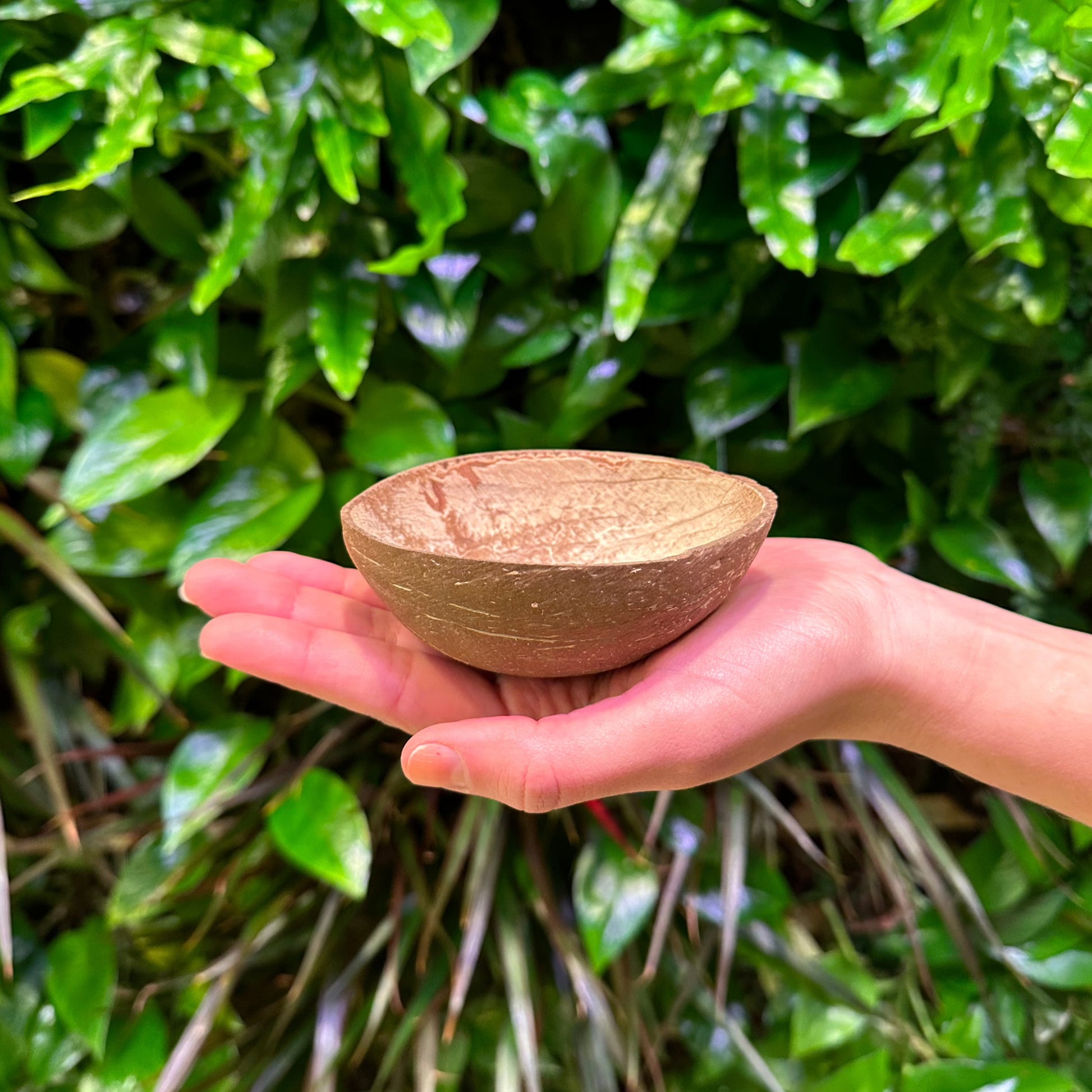 Bulk Small Coconut Shell, Flat Bottom, 5oz – Coconut King