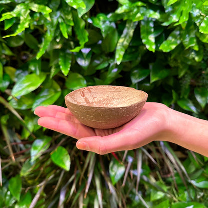coconut cup small shell