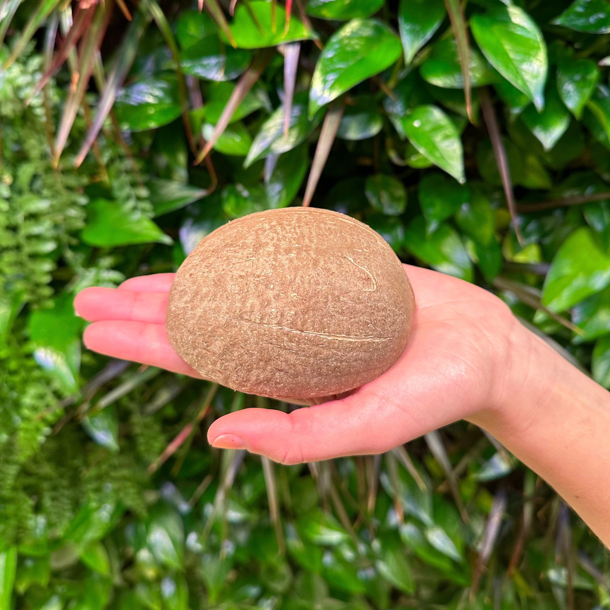 small coconut shell round