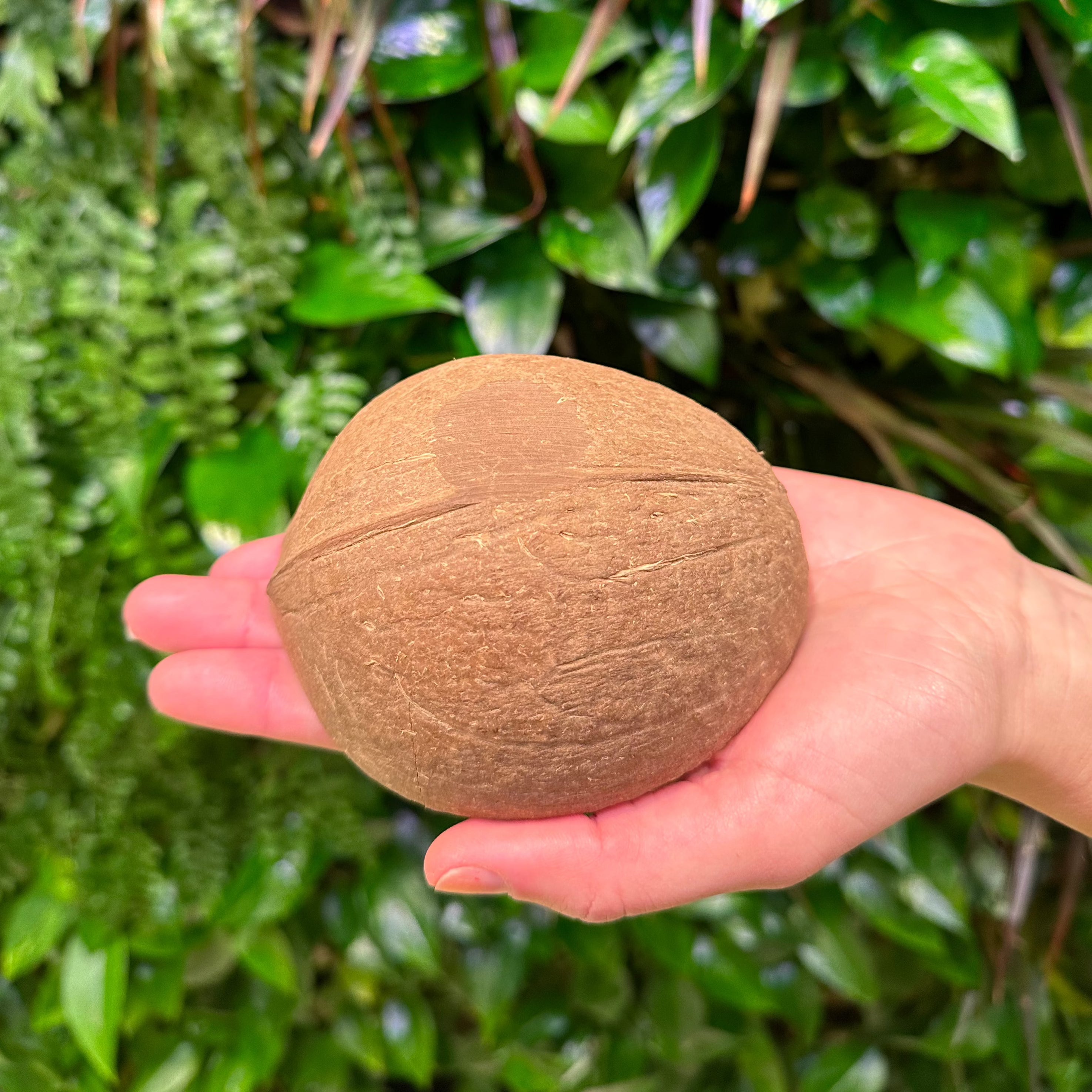 Coconut Shells – Coconut King