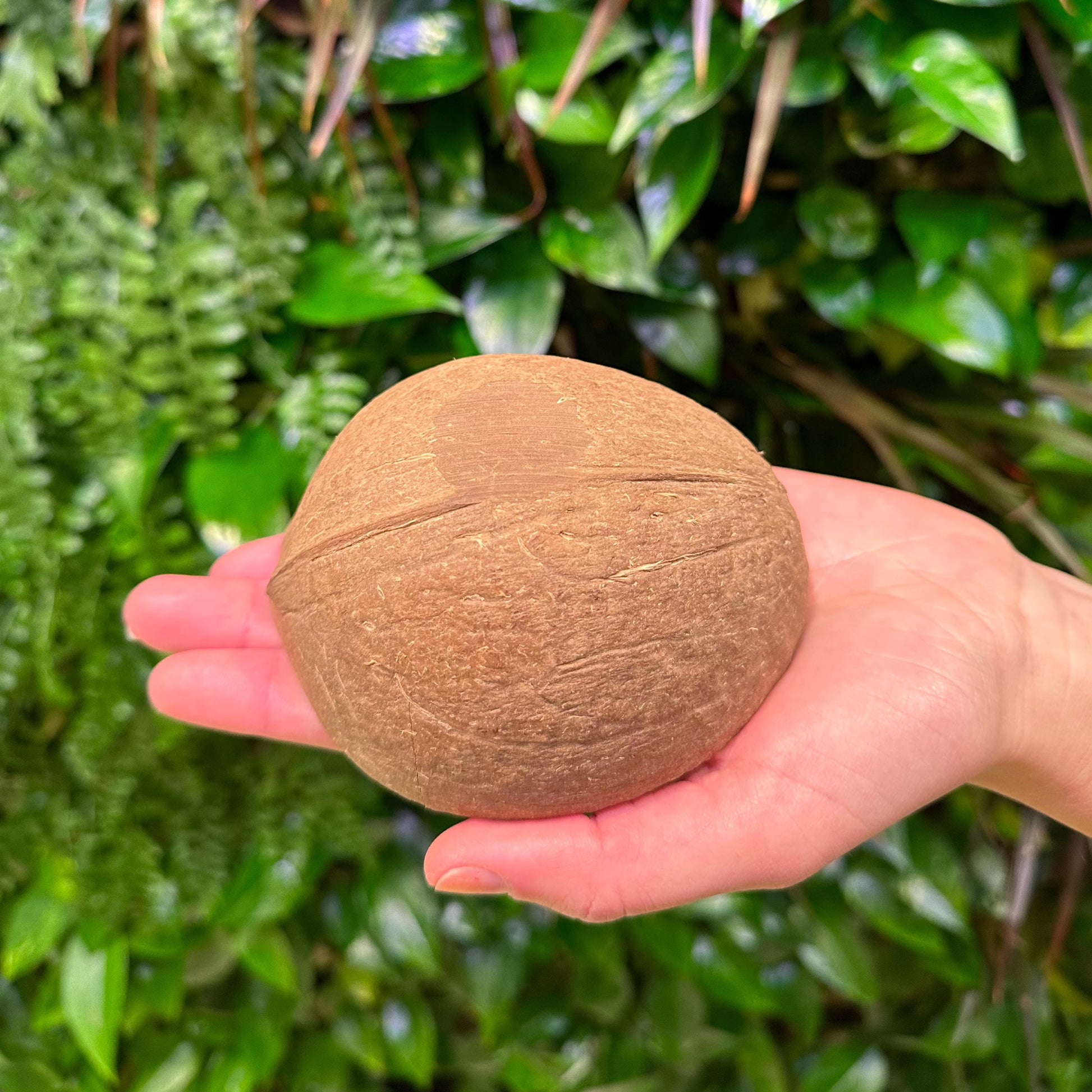 bottom of flat sanded coconut shell