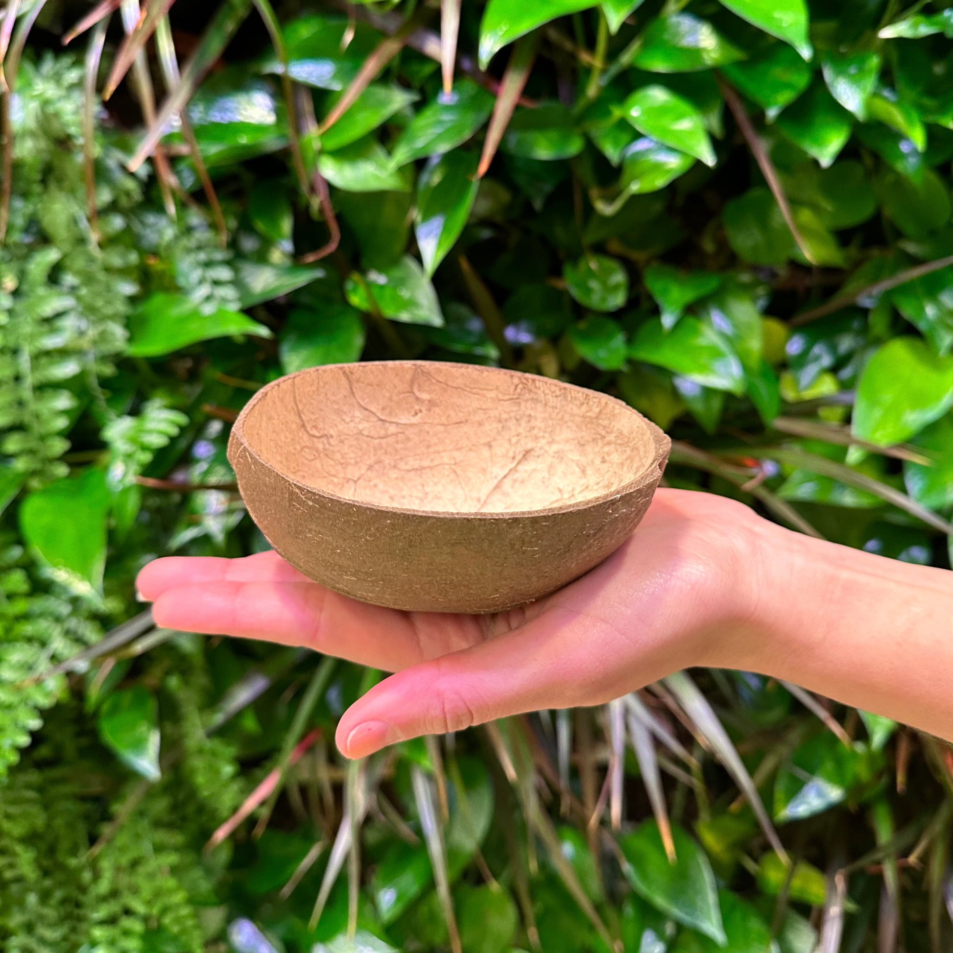Bulk Large Coconut Shell, Round Bottom, 8oz – Coconut King