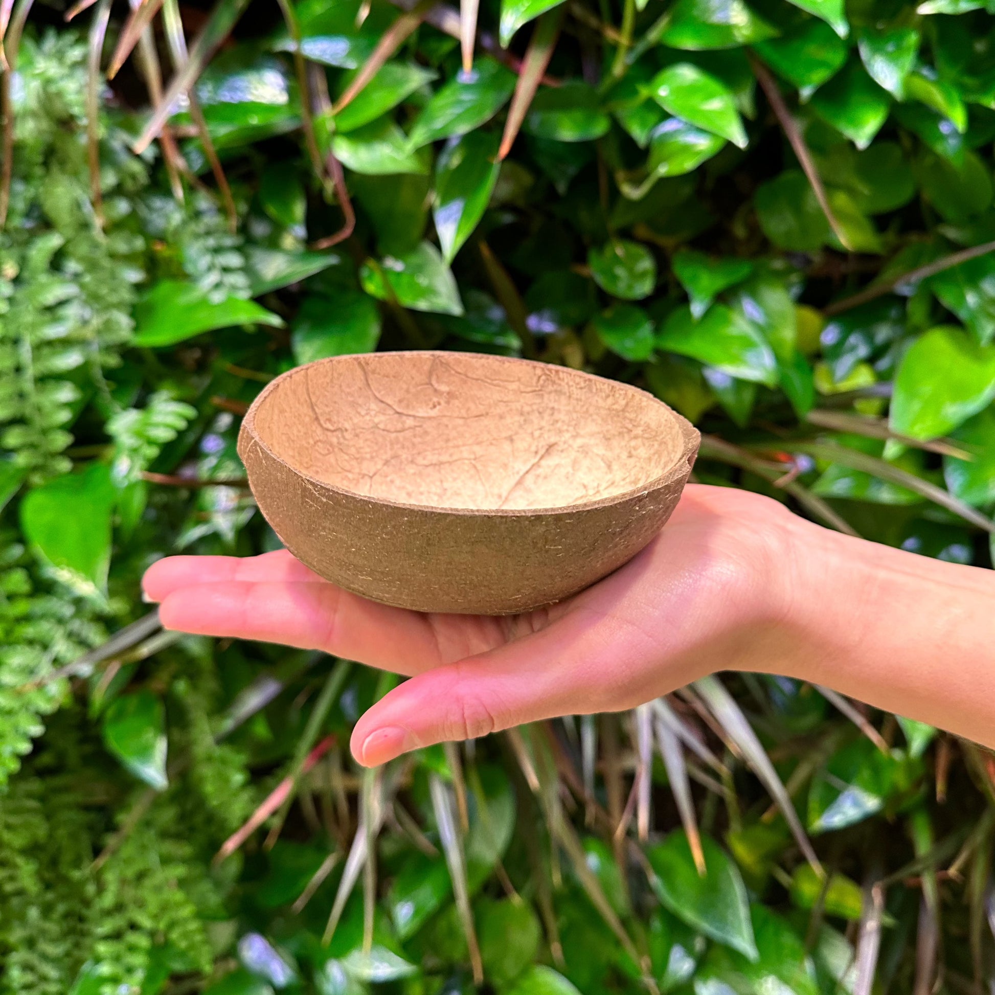coconut oval bowl cup with hand for scale