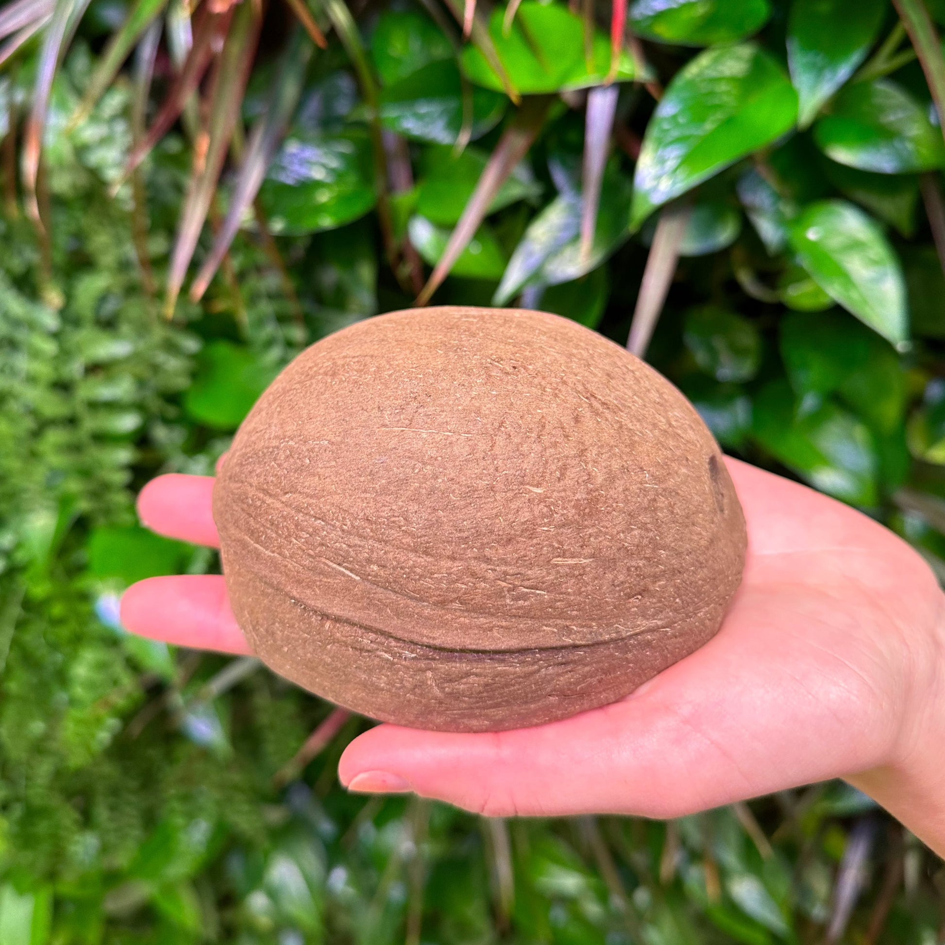 Bulk Large Coconut Shell, Round Bottom, 8oz – Coconut King