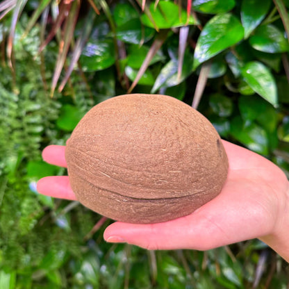 bottom of coconut half shell round bottom natural smooth