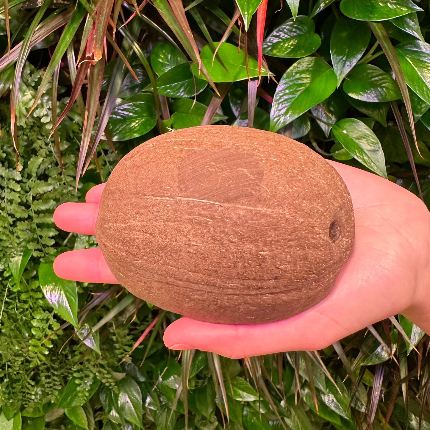coconut shell half bottom with sanded flat spot for use as coco bowl or coconut cup