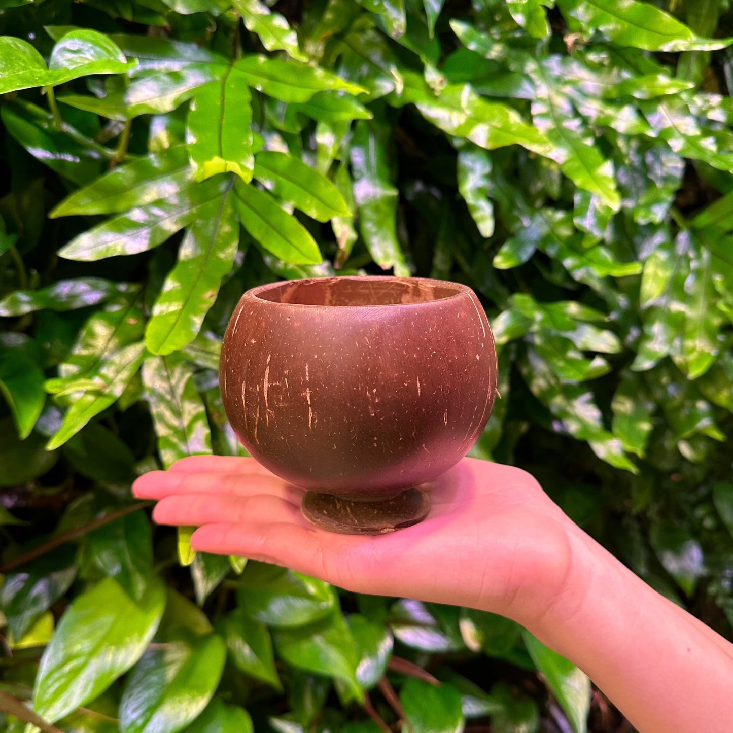 coco cup polished