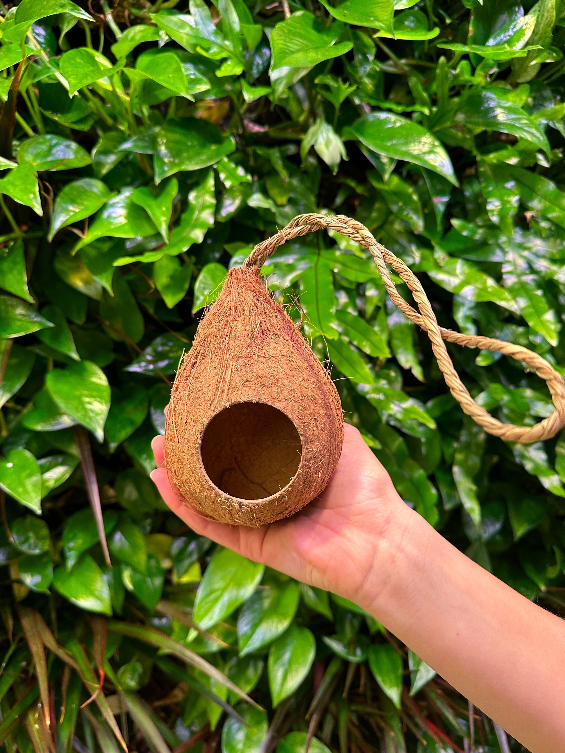 coconut bird house showing hole and coconut rope
